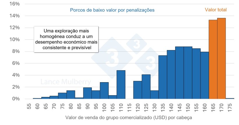 Figura 4: Reduzir o número de porcos de crescimento lento não só diminui as possíveis penalizações, como também os custos associados à ocupação de menos espaço nos parques e à redução das horas de trabalho por porco, além de otimizar a taxa de conversão alimentar.